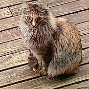 Abby joined the competition — help win amazing prizes! cat, tabby, long_hair, feline, pet, wooden_deck, outdoor, sitting, whiskers, ears, paws, tail, fur, green_eyes, portrait, animal, texture, planks, rustic, looking_up