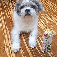 Bleu joined the competition — help win amazing prizes! dog, pet, can, wooden_floor, indoor, flooring, drink, beverage, small_dog, fur, white_fur, gray_fur, scruffy, laying_down, looking_at_camera, domestic_animal, household, relaxed, companion, cute