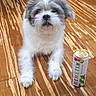 dog, pet, can, wooden_floor, indoor, flooring, drink, beverage, small_dog, fur, white_fur, gray_fur, scruffy, laying_down, looking_at_camera, domestic_animal, household, relaxed, companion, cute