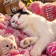 Angel joined the competition — help win amazing prizes! cat, pet, fluffy, pink_blanket, sunlight, cozy, cute, relaxed, toy, knit_yarn, indoor, feline, animal, paw, closeup, portrait, decor, handwritten_text, doodles, soft_toys