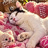cat, pet, fluffy, pink_blanket, sunlight, cozy, cute, relaxed, toy, knit_yarn, indoor, feline, animal, paw, closeup, portrait, decor, handwritten_text, doodles, soft_toys