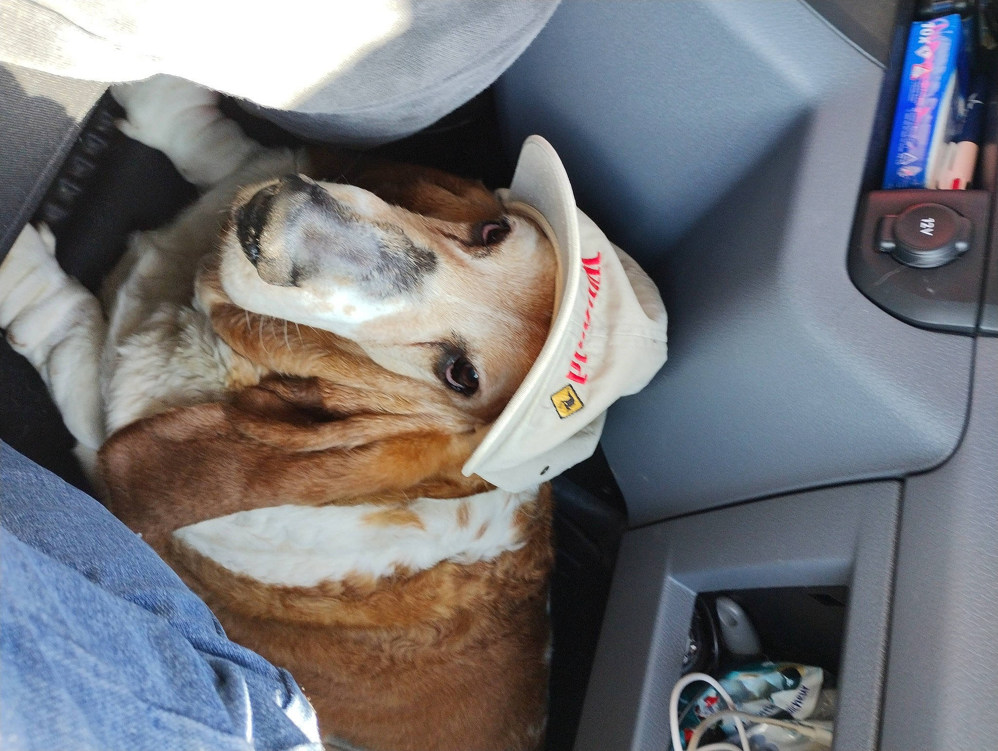 Cooper a rejoint le concours — aidez-le/la à gagner de superbes lots ! auto_part, automotive_exterior, automotive_mirror, car, car_seat, carnivore, comfort, companion_dog, dog, dog_breed, family_car, fawn, machine, motor_vehicle, personal_luxury_car, snout, sporting_group, steering_wheel, vehicle, vehicle_door