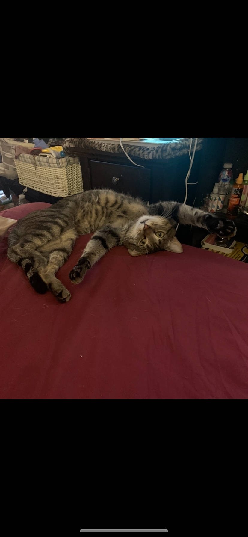 Tazzy is registered to the contest to win money with this photo: carnivore, carpet, cat, comfort, darkness, domestic_short_haired_cat, felidae, flooring, fur, military_camouflage, pattern, paw, room, small_to_medium_sized_cats, sporting_group, tail, terrestrial_animal, whiskers, wildlife, wood