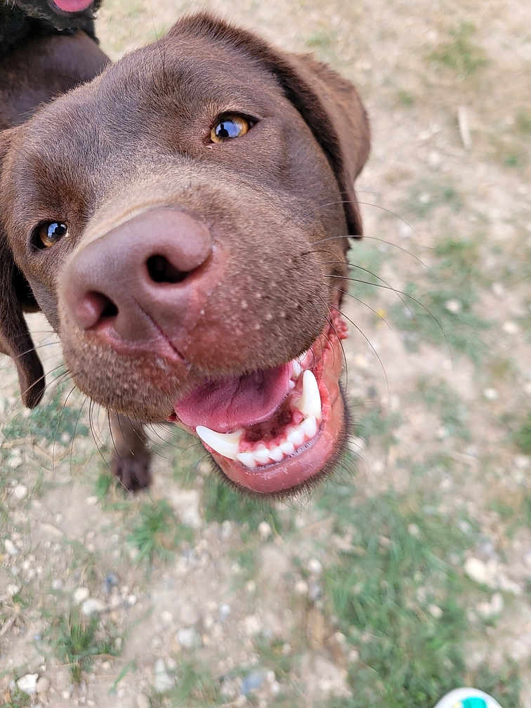 Vera a rejoint le concours — aidez-le/la à gagner de superbes lots ! dog, chocolate_labrador, close_up, happy, outdoor, grass, dirt, canine, pet, animal, smiling, tongue_out, friendly, playful, muzzle, nose, teeth, fur, nature, portrait