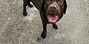 Vera participe au concours pour gagner de l'argent avec cette photo : dog, labrador, chocolate_labrador, canine, pet, leash, harness, outdoor, path, smiling, happy, animal, walking, brown_fur, ears, tongue, nose, four_legs, tail, daylight