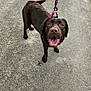 dog, labrador, chocolate_labrador, canine, pet, leash, harness, outdoor, path, smiling, happy, animal, walking, brown_fur, ears, tongue, nose, four_legs, tail, daylight