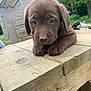 Vera participe au concours pour gagner de l'argent avec cette photo : puppy, dog, chocolate_labrador, wooden_table, outdoor, greenery, grass, stone_doghouse, close_up, animal, pet, cute, young, resting, table, nature, fur, ears, nose, paws