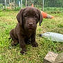 Vera participe au concours pour gagner de l'argent avec cette photo : puppy, dog, chocolate_labrador, grass, fence, outdoor, traffic_cone, bottle, pet, animal, cute, young, sitting, nature, yard, playful, canine, fur, mammal, adorable
