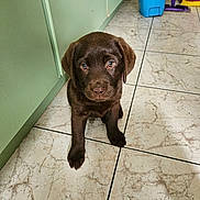 Vera participe au concours pour gagner de l'argent avec cette photo : puppy, dog, chocolate_labrador, tile_floor, kitchen, green_cabinets, cleaning_supplies, indoor, pet, young_dog, brown_fur, looking_up, cute, animal, floor_tiles, domestic, adorable, small_dog, companion, household