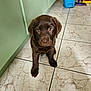 puppy, dog, chocolate_labrador, tile_floor, kitchen, green_cabinets, cleaning_supplies, indoor, pet, young_dog, brown_fur, looking_up, cute, animal, floor_tiles, domestic, adorable, small_dog, companion, household