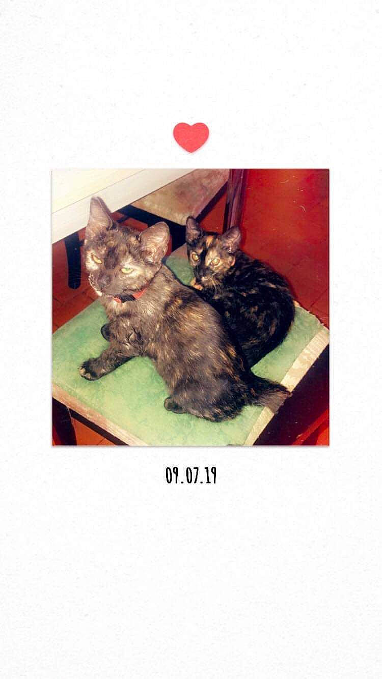 Paillette Et Naya participe au concours pour gagner de l'argent avec cette photo : american_shorthair, carnivore, cat, felidae, german_rex, kitten, small_to_medium_sized_cats, tabby_cat