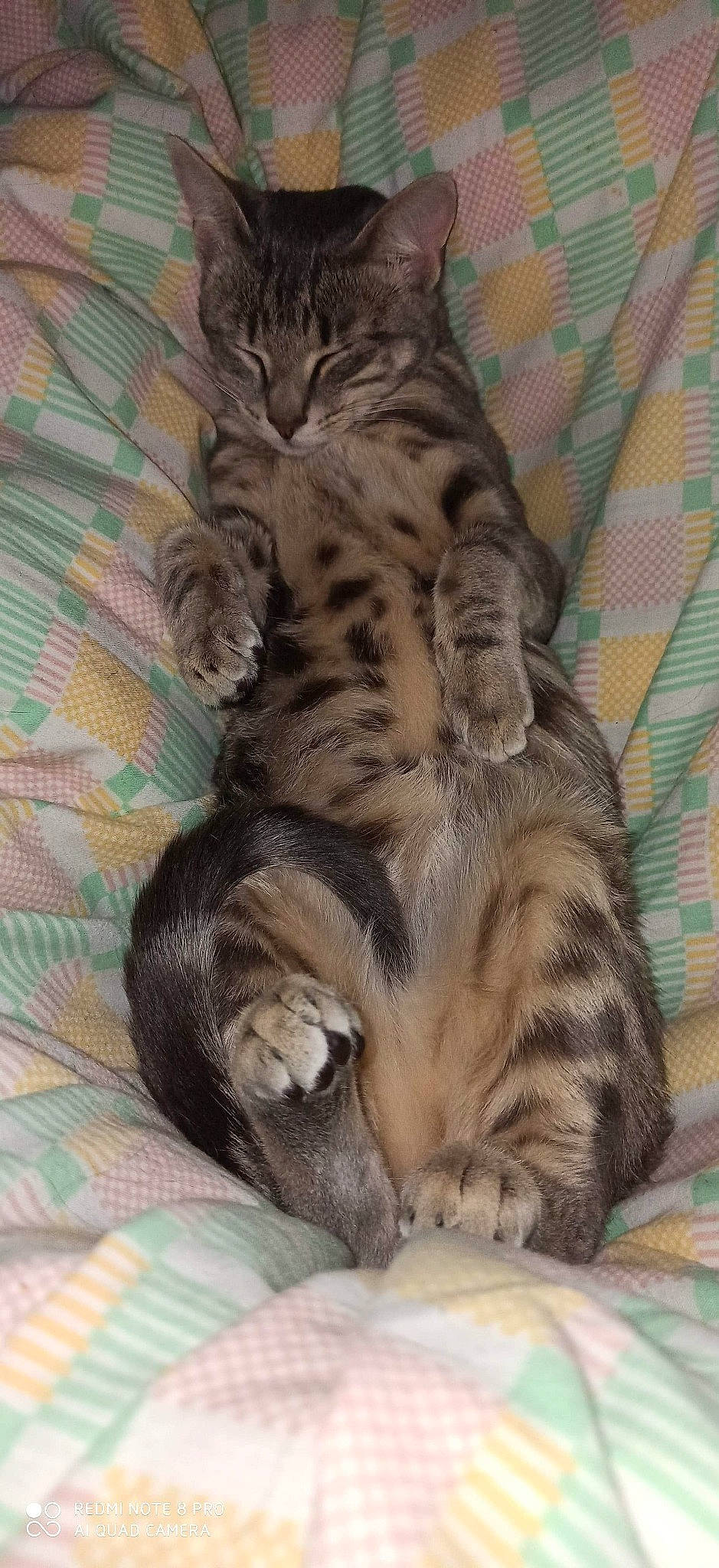 Antartica participe au concours pour gagner de l'argent avec cette photo : american_shorthair, asian, bengal, california_spangled, carnivore, cat, domestic_short_haired_cat, dragon_li, egyptian_mau, european_shorthair, felidae, kitten, mammal, ocicat, pixie_bob, small_to_medium_sized_cats, sokoke, tabby_cat, vertebrate, whiskers