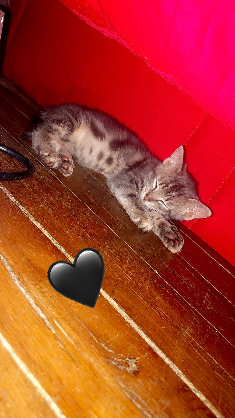 Antartica participe au concours pour gagner de l'argent avec cette photo : bengal, carnivore, cat, domestic_short_haired_cat, egyptian_mau, european_shorthair, felidae, kitten, mammal, ocicat, small_to_medium_sized_cats, tabby_cat, whiskers