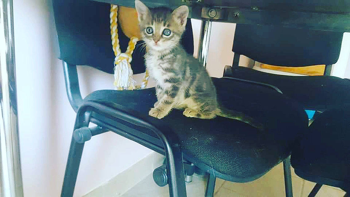 Antartica participe au concours pour gagner de l'argent avec cette photo : asian, carnivore, cat, chair, chausie, devon_rex, domestic_short_haired_cat, egyptian_mau, european_shorthair, felidae, furniture, german_rex, kitten, mammal, oriental_shorthair, singapura, sitting, small_to_medium_sized_cats, vertebrate, whiskers