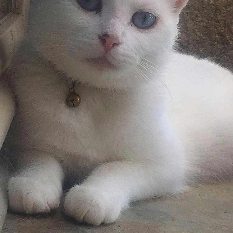 Chaelsy