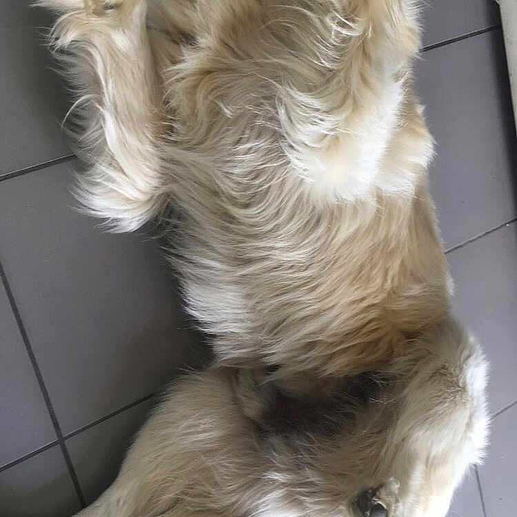 Bokit