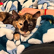 Kaira joined the competition — help win amazing prizes! animal, bed, blanket, bracelet, cat, cozy, cute, fur, hand, indoors, kitten, paw, pet, portrait, relaxed, ring, sleepy, snuggling, soft_texture, tortoiseshell