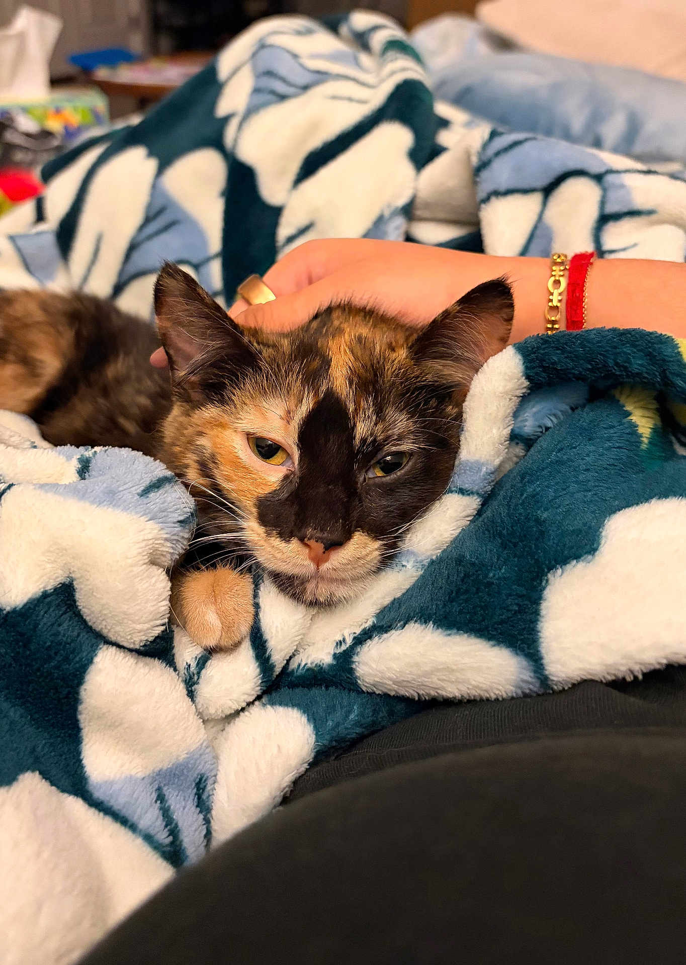 Kaira joined the competition — help win amazing prizes! animal, bed, blanket, bracelet, cat, cozy, cute, fur, hand, indoors, kitten, paw, pet, portrait, relaxed, ring, sleepy, snuggling, soft_texture, tortoiseshell