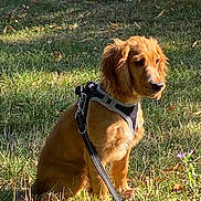 Laya a rejoint le concours — aidez-le/la à gagner de superbes lots ! animal, canine, daylight, dog, ears, field, fur, golden_brown, grass, harness, leash, nature, outdoor, pet, puppy, quiet, sitting, snout, sunlight, young_dog