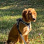 animal, canine, daylight, dog, ears, field, fur, golden_brown, grass, harness, leash, nature, outdoor, pet, puppy, quiet, sitting, snout, sunlight, young_dog