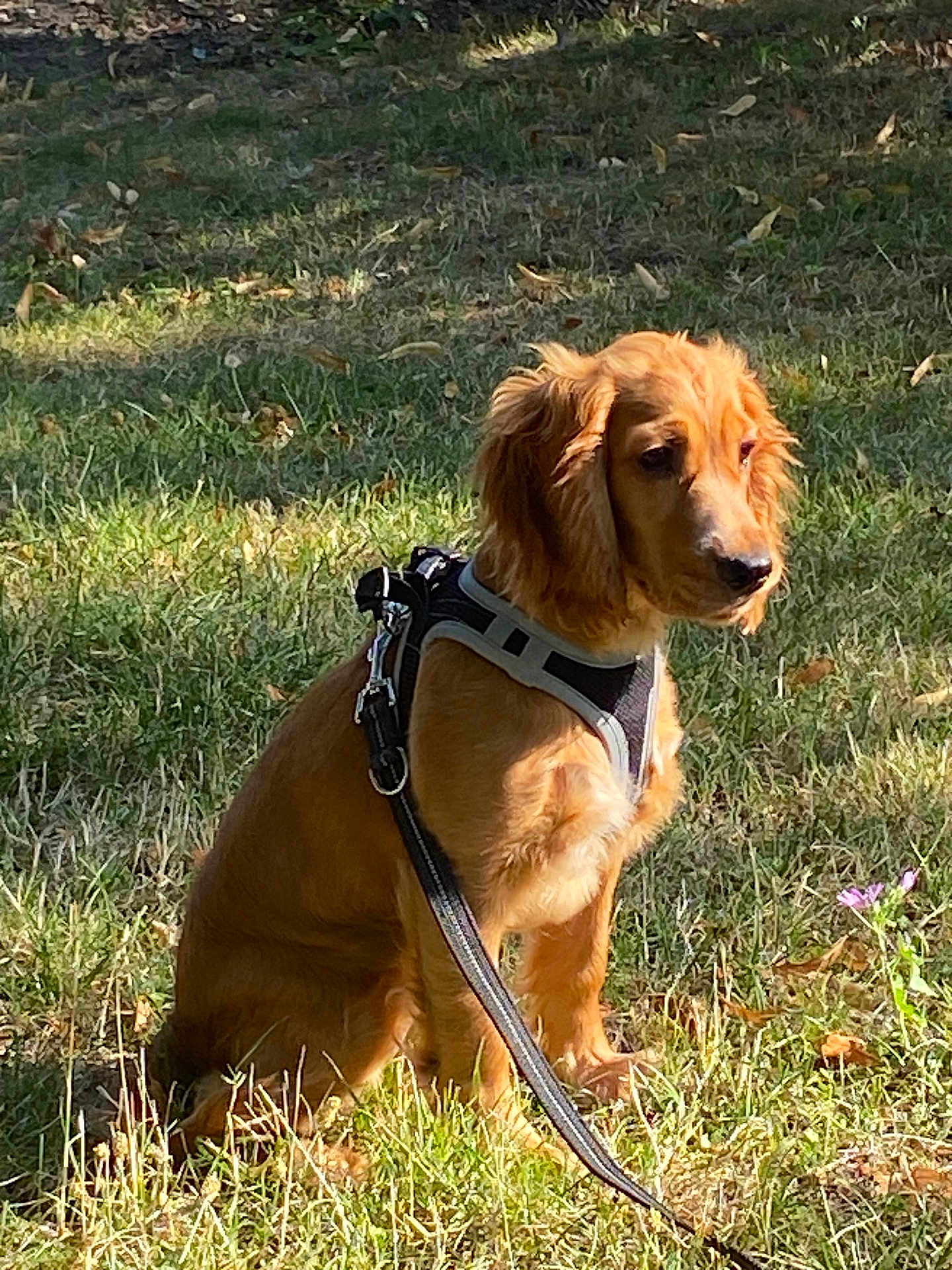 Laya