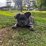 Russell is registered to the contest to win money with this photo: puppy, dog, grass, stick, park, tree, outdoor, nature, playful, canine, pet, animal, greenery, sunlight, daytime, ears, tongue, collar, ground, young