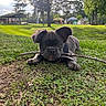 puppy, dog, grass, stick, park, tree, outdoor, nature, playful, canine, pet, animal, greenery, sunlight, daytime, ears, tongue, collar, ground, young