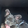 Russell joined the competition — help win amazing prizes! puppy, dog, tongue_out, closed_eyes, harness, footwear, foot, car_interior, happy, pet, canine, resting, cute, smiling, domestic_animal, close_up, seat, relaxed, cozy, companion