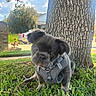 Russell joined the competition — help win amazing prizes! puppy, dog, grass, tree, outdoor, pet, young_dog, curious, harness, greenery, sunny, sky, clouds, nature, canine, animal, cute, portrait, daytime, domestic_animal
