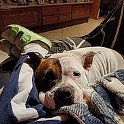 Gaya participe au concours pour gagner de l'argent avec cette photo : dog, brown_patch, white_fur, blanket, feet, sandals, socks, indoor, wooden_furniture, photos, relaxed, resting, cozy, floor_tiles, person, home, living_room, comfort, pet, casual