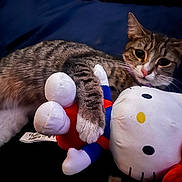 Mochi Doo joined the competition — help win amazing prizes! animal, cat, cute, eyes, fur, hello_kitty, indoor, nose, paws, pet, plush_toy, red_bow, relaxed, resting, snuggling, soft, stuffed_animal, tabby_cat, toy, whiskers