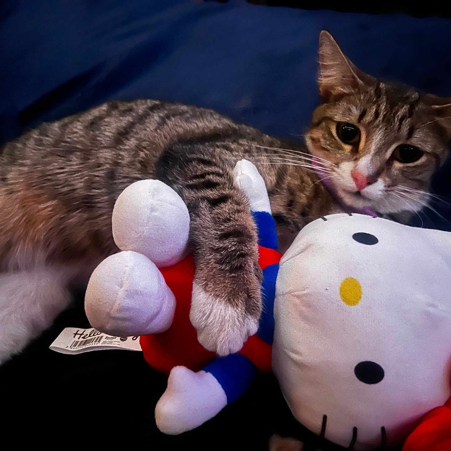 Mochi Doo joined the competition — help win amazing prizes! animal, cat, cute, eyes, fur, hello_kitty, indoor, nose, paws, pet, plush_toy, red_bow, relaxed, resting, snuggling, soft, stuffed_animal, tabby_cat, toy, whiskers