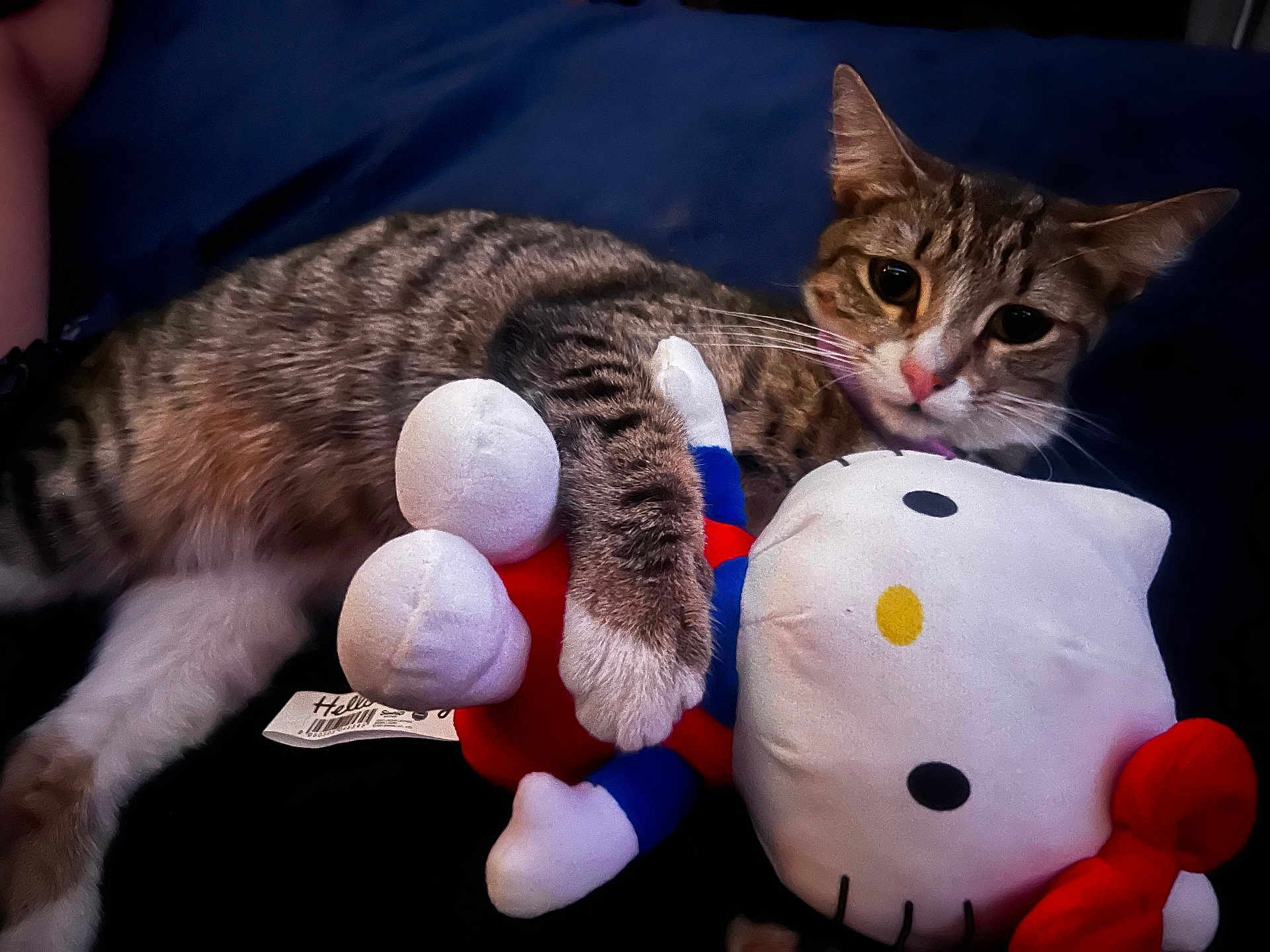Mochi Doo joined the competition — help win amazing prizes! animal, cat, cute, eyes, fur, hello_kitty, indoor, nose, paws, pet, plush_toy, red_bow, relaxed, resting, snuggling, soft, stuffed_animal, tabby_cat, toy, whiskers