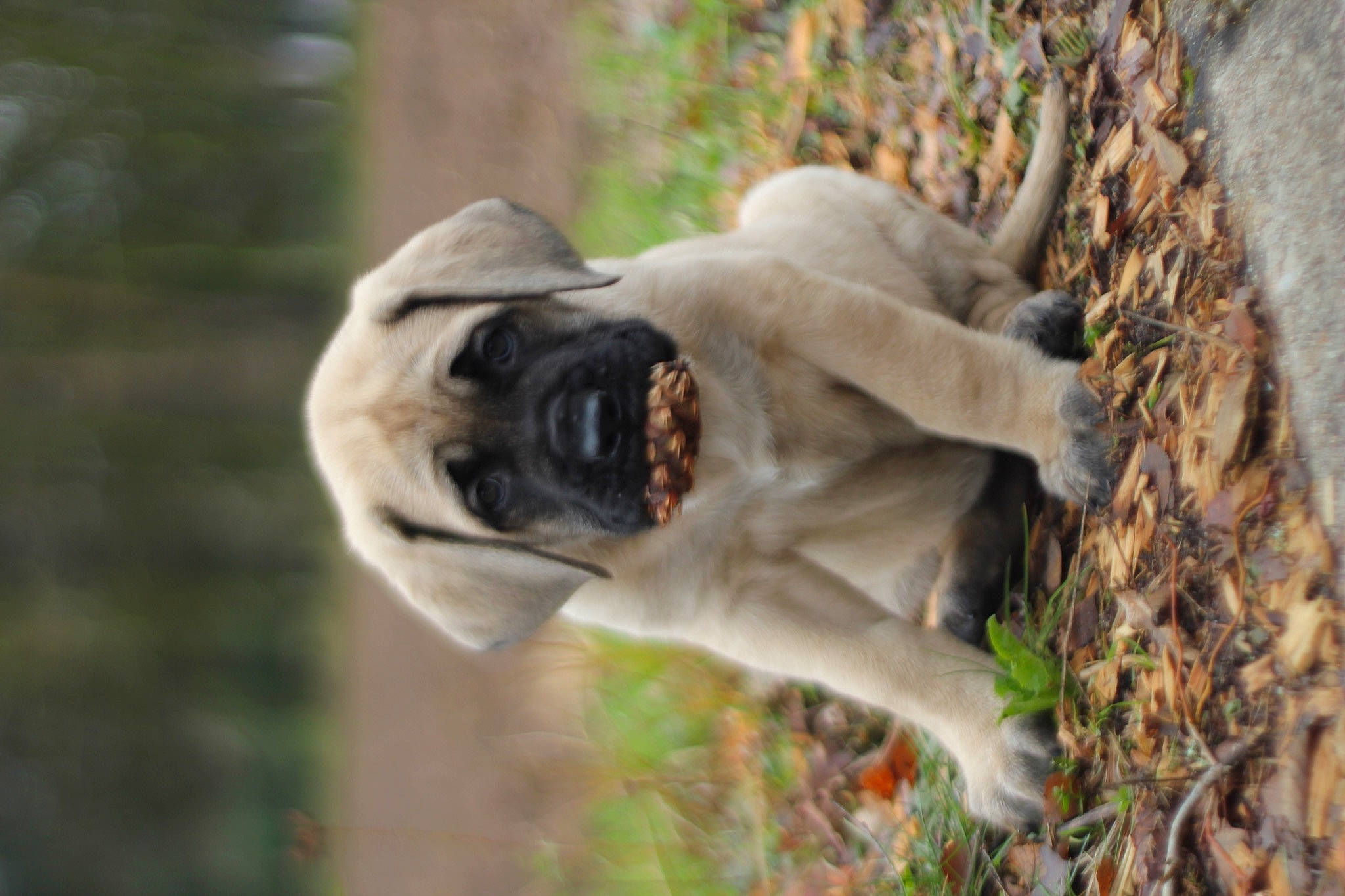 Romy a rejoint le concours — aidez-le/la à gagner de superbes lots ! canidae, carnivore, collar, companion_dog, dog, dog_breed, fawn, pug, snout, terrestrial_animal, wrinkle