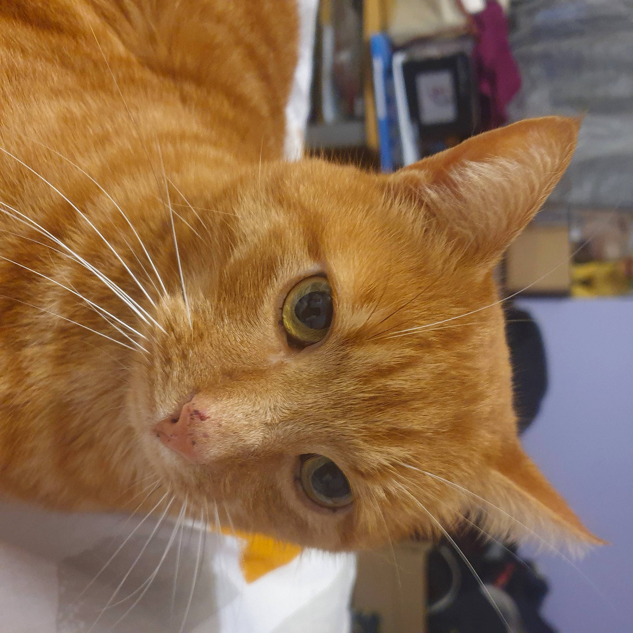 Taz participe au concours pour gagner de l'argent avec cette photo : carnivore, cat, claw, domestic_short_haired_cat, ear, fawn, felidae, fur, iris, paw, small_to_medium_sized_cats, snout, tail, whiskers, window, wood