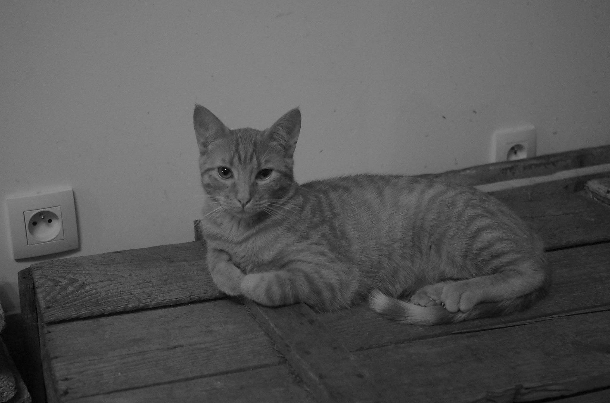 Taz participe au concours pour gagner de l'argent avec cette photo : black, black_and_white, carnivoran, cat, cat_like_mammal, domestic_short_haired_cat, european_shorthair, fauna, fur, kitten, mammal, monochrome, monochrome_photography, small_to_medium_sized_cats, snapshot, snout, tabby_cat, vertebrate, whiskers, white