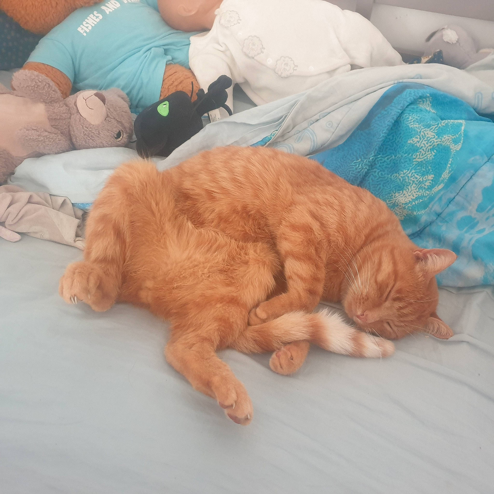 Taz a rejoint le concours — aidez-le/la à gagner de superbes lots ! bed, bedding, canidae, carnivore, cat, claw, comfort, companion_dog, domestic_short_haired_cat, duvet, fawn, felidae, fur, linens, paw, small_to_medium_sized_cats, sporting_group, tail, whiskers, wood