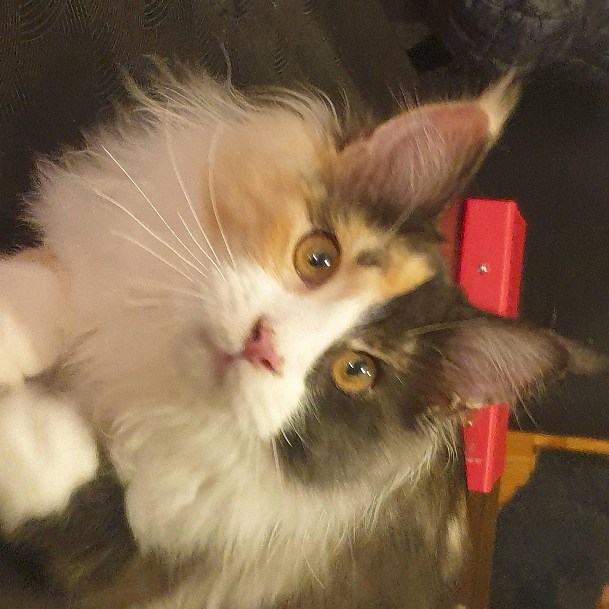 Uguette participe au concours pour gagner de l'argent avec cette photo : box, carnivore, cat, claw, domestic_short_haired_cat, ear, fawn, felidae, fur, paw, plant, small_to_medium_sized_cats, snout, tail, whiskers, window