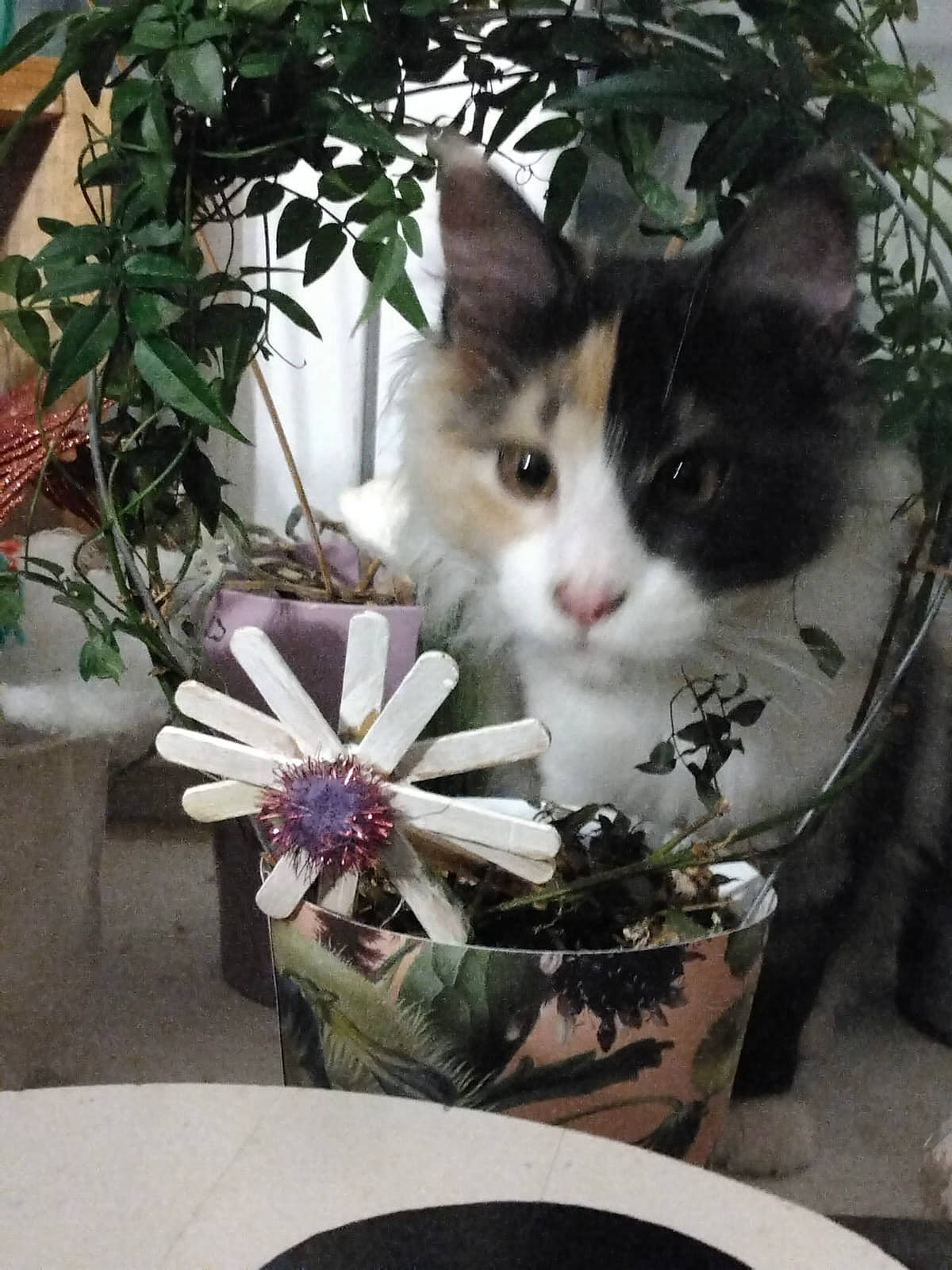 Uguette participe au concours pour gagner de l'argent avec cette photo : box, carnivore, cat, domestic_short_haired_cat, felidae, flowerpot, fur, grass, houseplant, paw, petal, photo_caption, plant, sitting, small_to_medium_sized_cats, tail, tree, whiskers, window