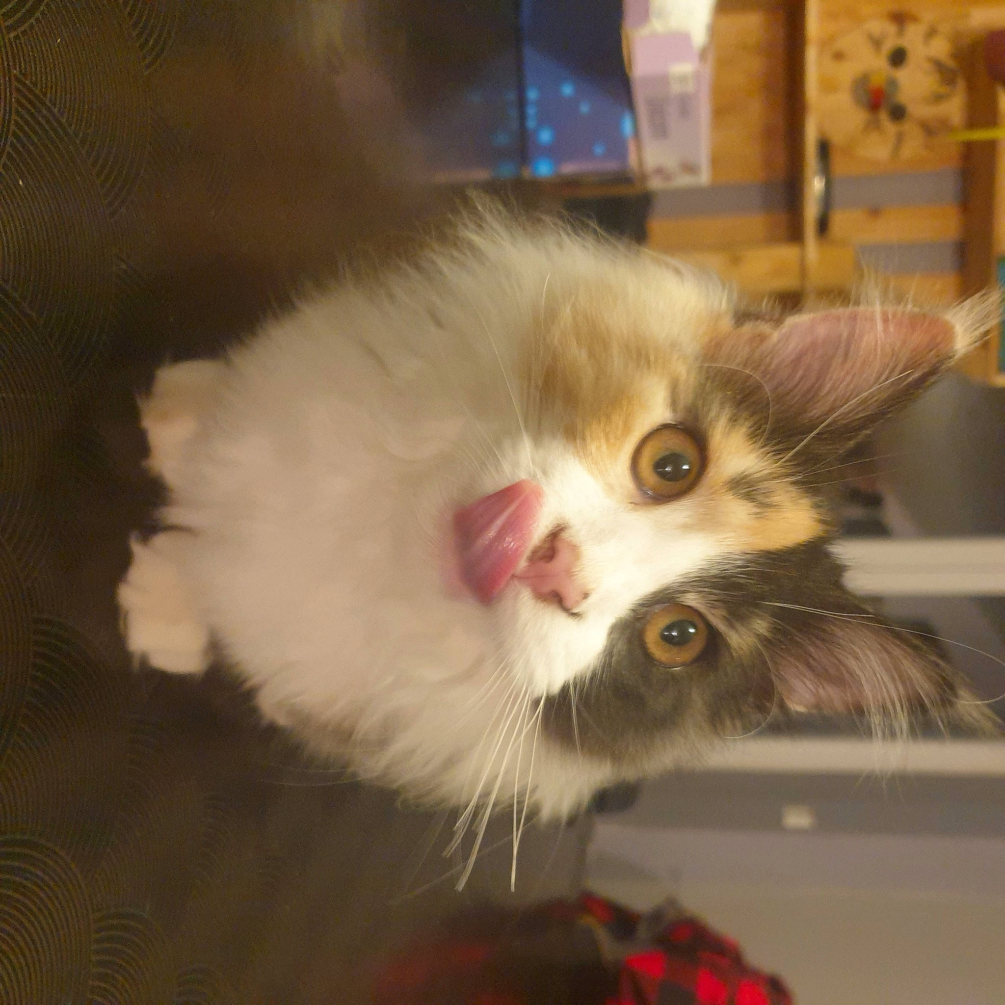 Uguette a rejoint le concours — aidez-le/la à gagner de superbes lots ! carnivore, cat, claw, domestic_short_haired_cat, ear, eye, fawn, felidae, fur, head, pattern, paw, plaid, plant, small_to_medium_sized_cats, snout, tail, tartan, whiskers