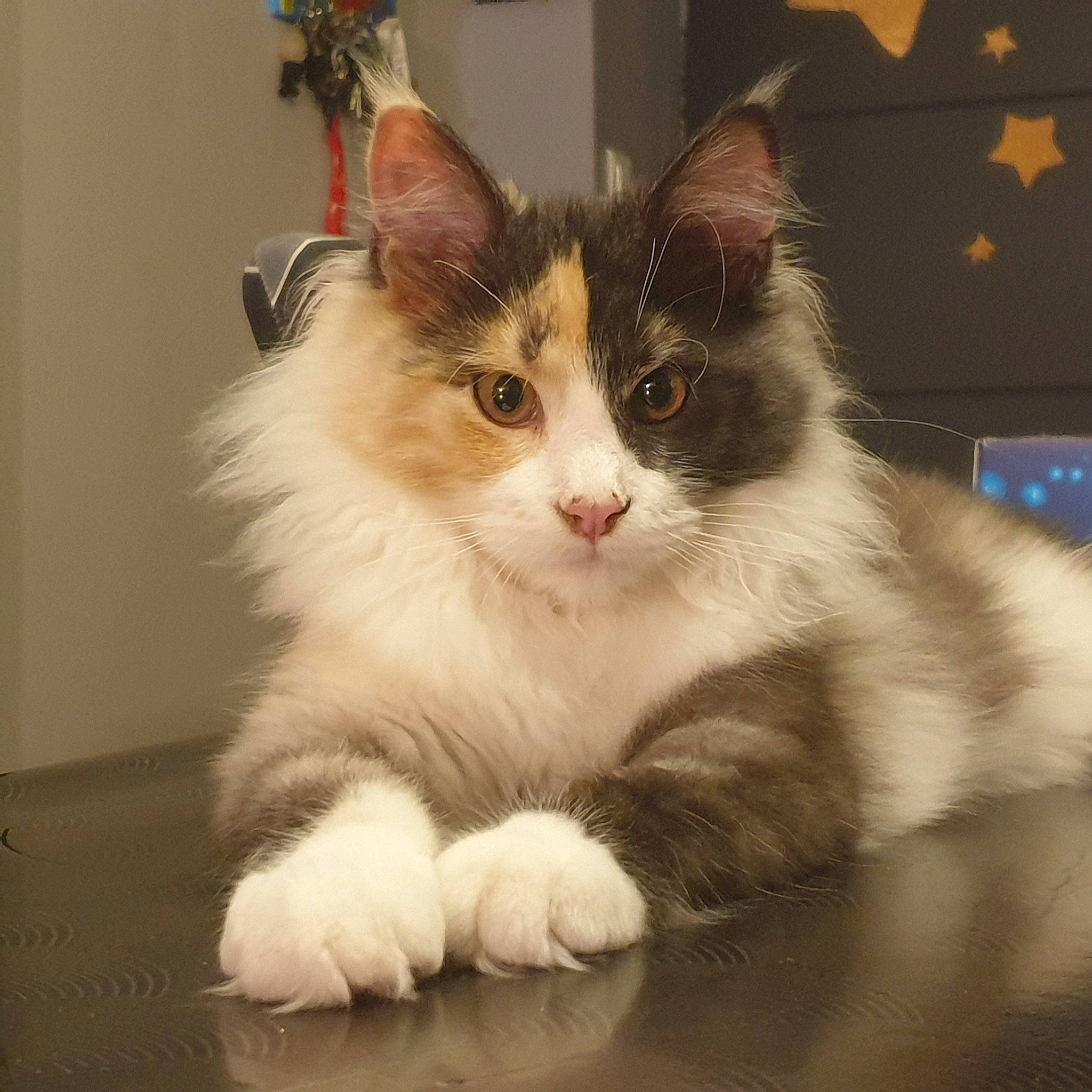 Uguette participe au concours pour gagner de l'argent avec cette photo : box, carnivore, cat, claw, domestic_short_haired_cat, eye, fawn, felidae, fur, iris, paw, sitting, small_to_medium_sized_cats, snout, tail, whiskers, window