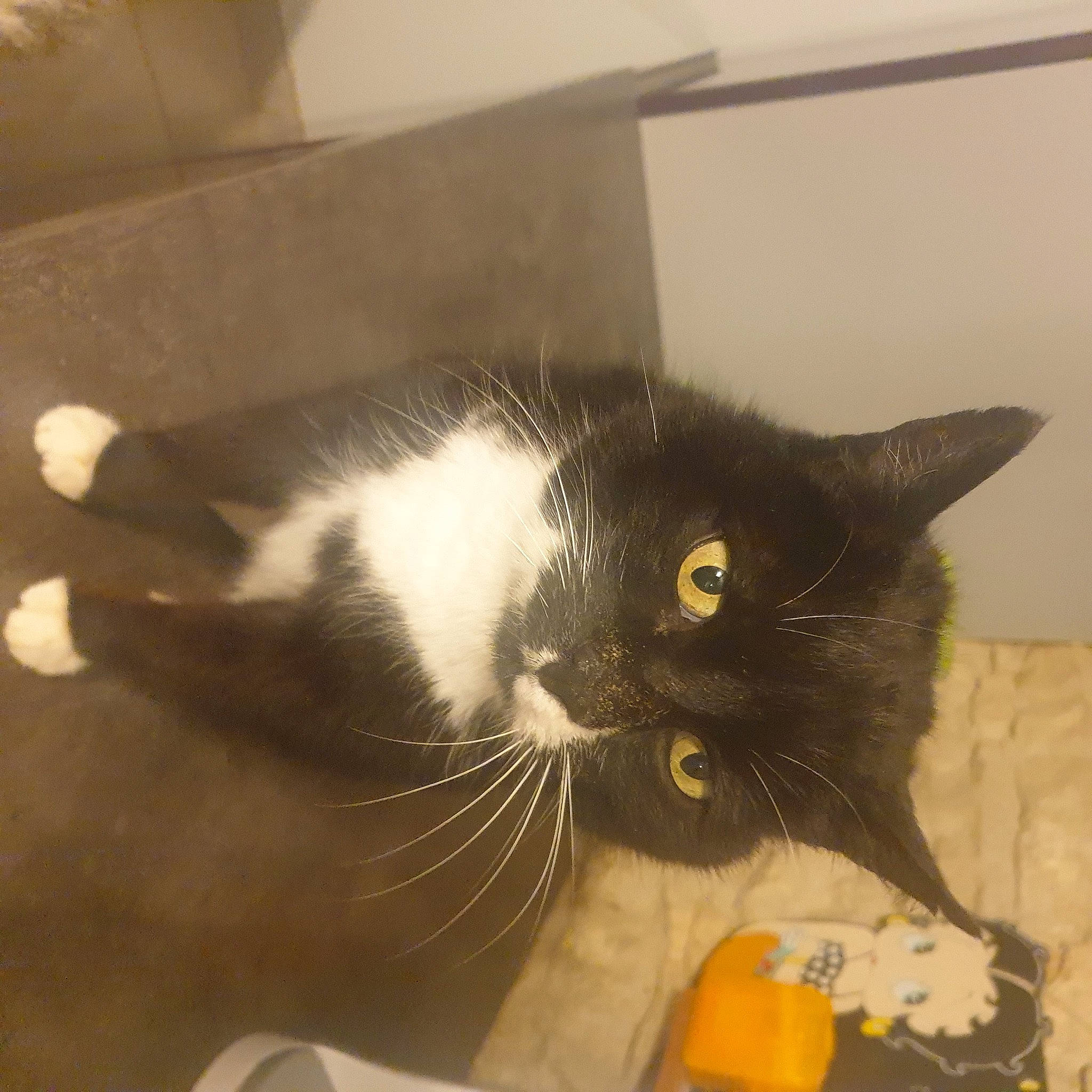 Barbou a rejoint le concours — aidez-le/la à gagner de superbes lots ! black_cat, carnivore, cat, claw, comfort, domestic_short_haired_cat, felidae, fur, paw, pet_supply, small_to_medium_sized_cats, snout, tail, whiskers, window