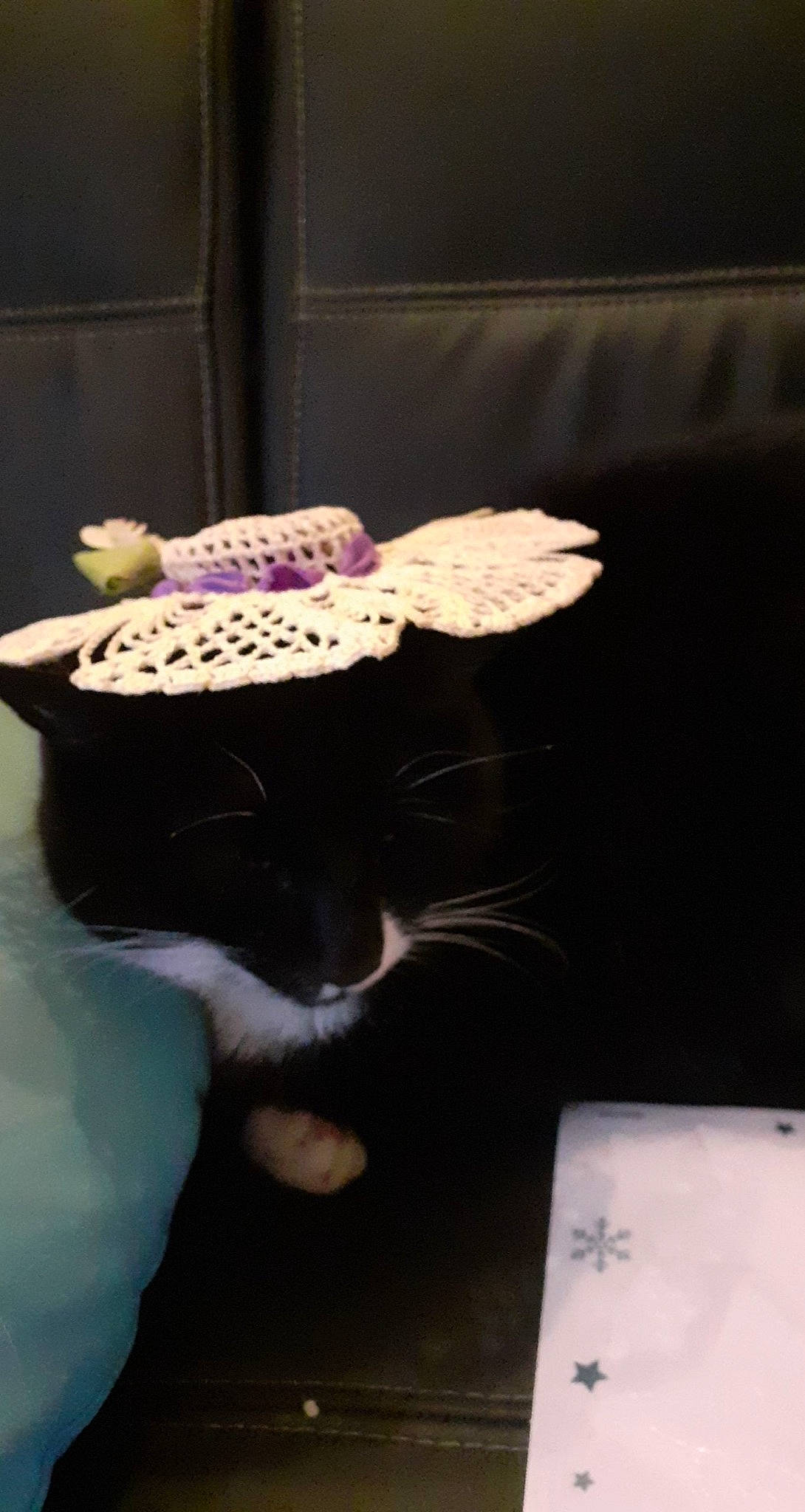 Barbou participe au concours pour gagner de l'argent avec cette photo : carnivore, cat, comfort, costume_hat, couch, domestic_short_haired_cat, fashion_accessory, fedora, felidae, fur, hat, linens, magenta, party_supply, small_to_medium_sized_cats, sombrero, sun_hat, table, tail, whiskers