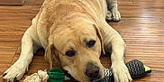Billi joined the competition — help win amazing prizes! dog, labrador, toy, plush_toy, rope_toy, wooden_floor, indoor, pet, animal, brown, laying_down, relaxed, household, furniture, box, flooring, domestic, canine, playing, resting