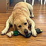 dog, labrador, toy, plush_toy, rope_toy, wooden_floor, indoor, pet, animal, brown, laying_down, relaxed, household, furniture, box, flooring, domestic, canine, playing, resting