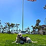 Billi is registered to the contest to win money with this photo: service_dog, dog, grass, greenery, flag, american_flag, sky, blue_sky, sunny, outdoor, palm_trees, leash, harness, building, park, nature, canine, resting, daytime, calm
