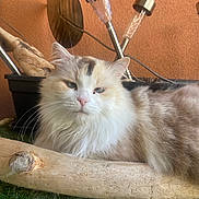 Mimine a rejoint le concours — aidez-le/la à gagner de superbes lots ! cat, fluffy, driftwood, outdoor, solar_lights, orange_wall, relaxed, pet, animal, feline, whiskers, fur, garden, decor, resting, closeup, nature, calm, domestic_animal, cute