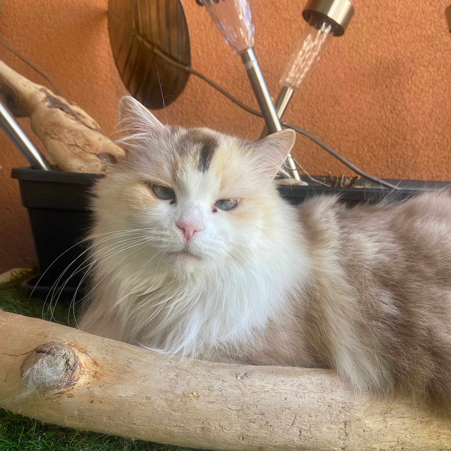 Mimine a rejoint le concours — aidez-le/la à gagner de superbes lots ! animal, calm, cat, closeup, cute, decor, domestic_animal, driftwood, feline, fluffy, fur, garden, nature, orange_wall, outdoor, pet, relaxed, resting, solar_lights, whiskers