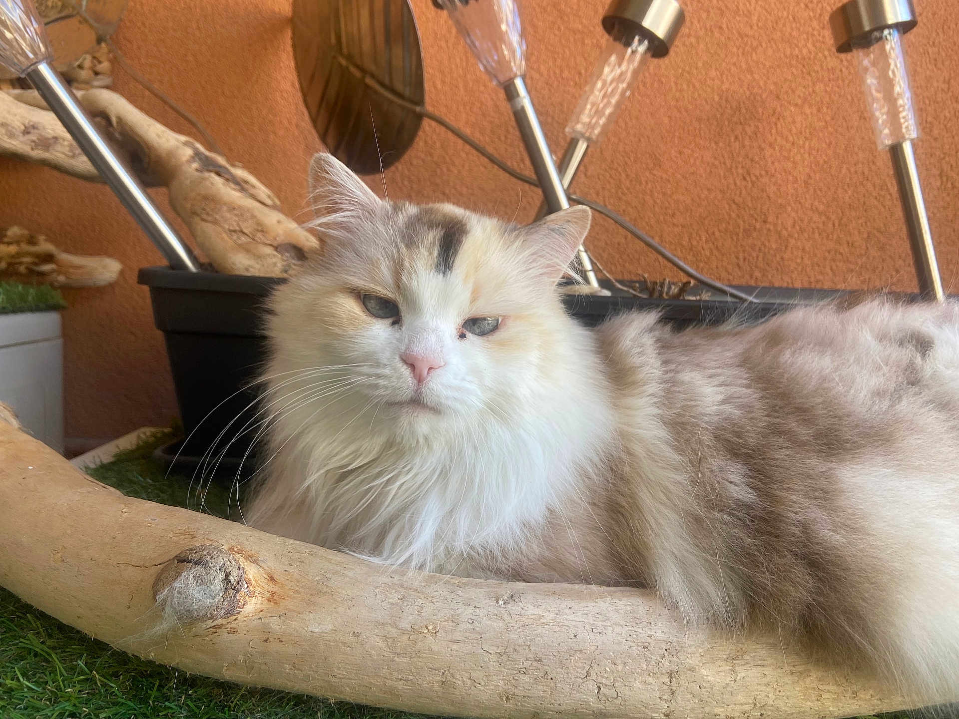 Mimine a rejoint le concours — aidez-le/la à gagner de superbes lots ! cat, fluffy, driftwood, outdoor, solar_lights, orange_wall, relaxed, pet, animal, feline, whiskers, fur, garden, decor, resting, closeup, nature, calm, domestic_animal, cute