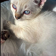 Caine joined the competition — help win amazing prizes! kitten, cat, blue_eyes, white_fur, close_up, pet, animal, cute, whiskers, paw, soft_light, indoor, fur_texture, portrait, young_animal, sleepy, resting, curious, feline, small